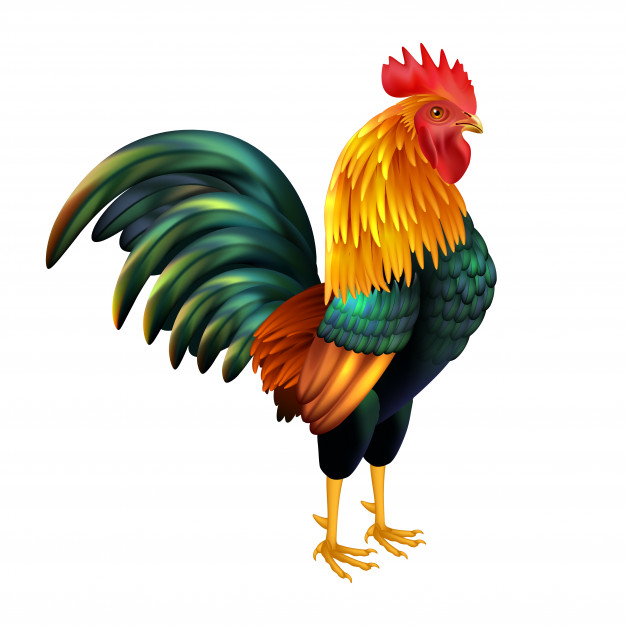 gallo-realistico-colorato_1284-10245